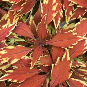 Coleus FlameThrower Cajun Spice