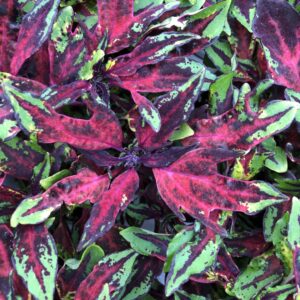 Coleus FlameThrower Chili Pepper