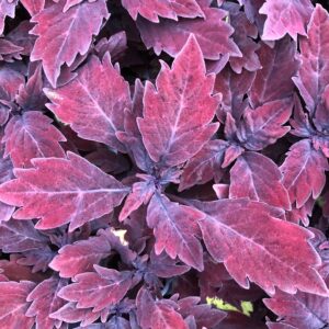 Coleus FlameThrower Salsa Roja