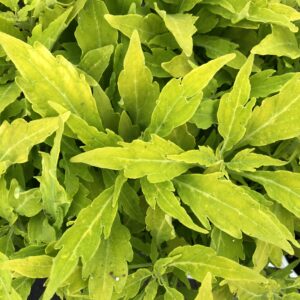 Coleus FlameThrower Salsa Verde