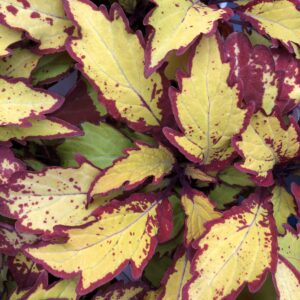 Coleus FlameThrower Spiced Curry