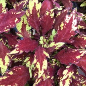 Coleus FlameThrower Sriracha