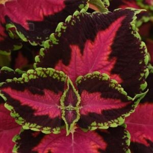 Coleus Heartbreaker