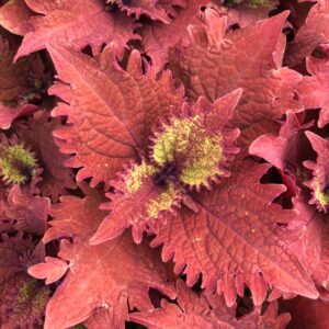 Coleus Henna