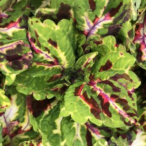Coleus Kong Mosaic