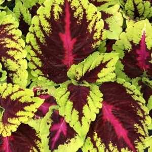 Coleus Kong Rose