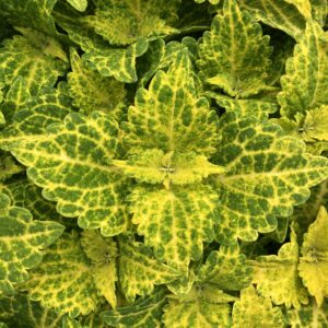 Coleus Main Street River Walk