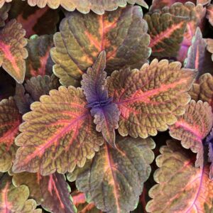 Coleus Main Street Sunset Boulevard