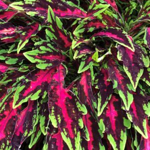 Coleus MicroBlaze Spitfire