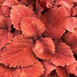 Coleus Red Head
