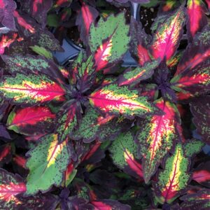 Coleus Special Effects