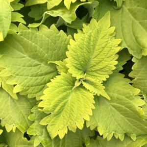 Coleus Wasabi