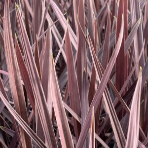 Cordyline Red Sensation