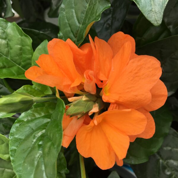 Crossandra Orange Marmalade