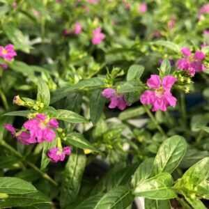 Cuphea Alysson Heather