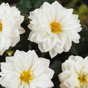 Dahlia Dahlietta Blanca White