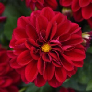 Dahlia Dahlietta Patty Burgundy