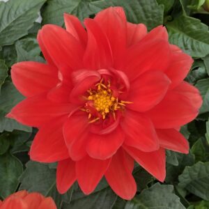 Dahlia Dahlietta Rachel Orange