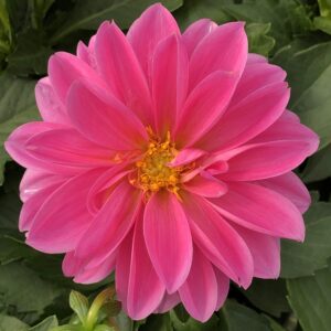 Dahlia Dahlinova Lisa Dark Pink