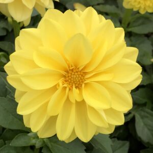 Dahlia Dahlinova Montana Yellow