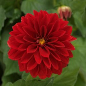 Dahlia Dahlietta Tessy Red
