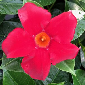Dipladenia Madinia Deep Red