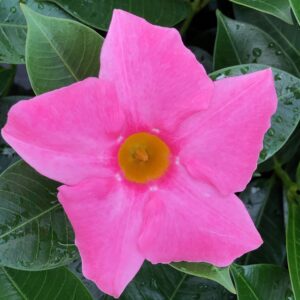 Dipladenia Madinia Pink