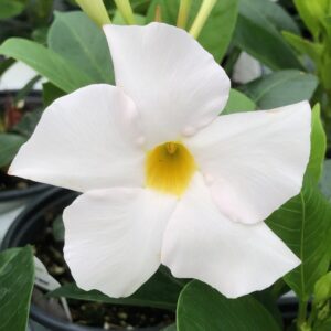 Dipladenia Madinia White