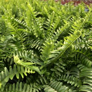 Fern Emerald Queen (sun type)