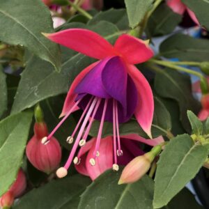 Fuchsia Aretes Upright Jollies Nantes