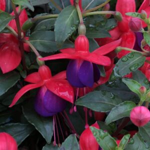 Fuchsia Aretes Upright Jollies Nantes