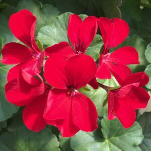 Geranium Caliente Deep Red