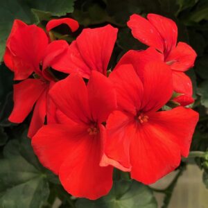 Geranium Caliente Orange