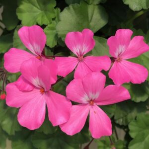 Geranium Caliente Pink