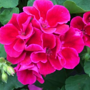 Geranium Calliope Medium Crimson Flame