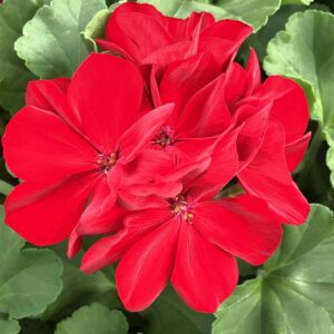 Geranium Calliope Medium Dark Red