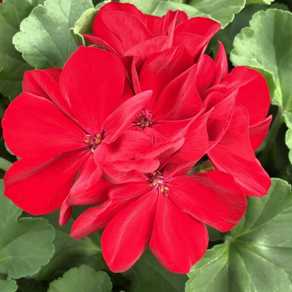 Geranium Calliope Medium Dark Red - Garden Footprints