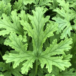 Geranium Citronella