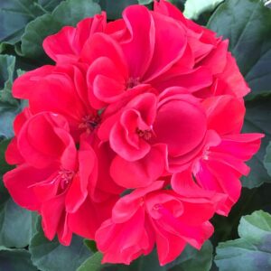 Geranium Zonal Presto Dark Red