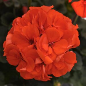 Geranium Zonal Presto Orange