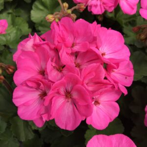 Geranium Zonal Presto Pink
