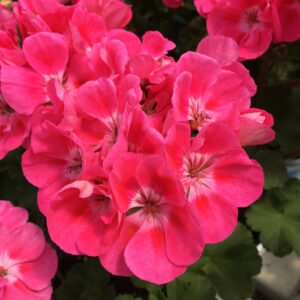 Geranium Zonal Presto Pink+Eye