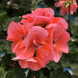 Geranium Zonal Presto Salmon