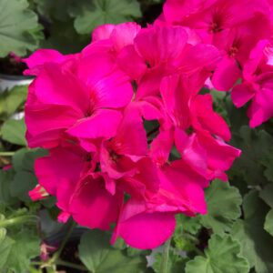 Geranium Zonal Presto Violet