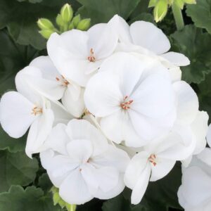 Geranium Zonal Presto White