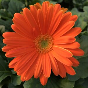 Gerber Daisy Jaguar Orange