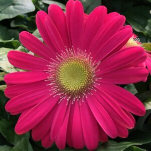 Gerber Daisy Jaguar Pink