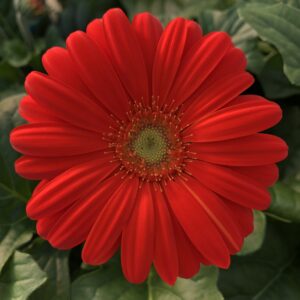 Gerber Daisy Jaguar Red