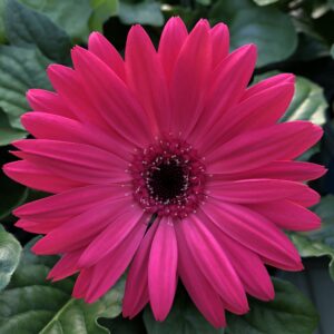 Gerber Daisy Jaguar Rose
