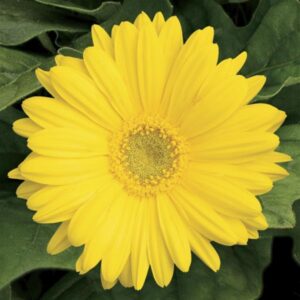 Gerber Daisy Jaguar Yellow